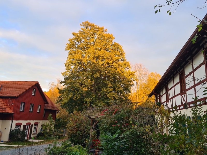 Birkenbuehl