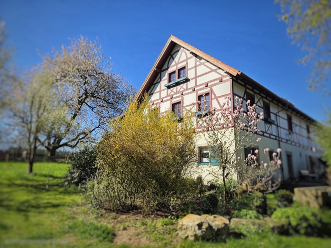 Birkenbuehl